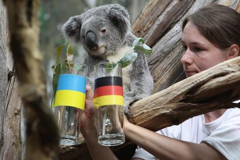 Koalabeer mag EK-duels niet meer voorspellen