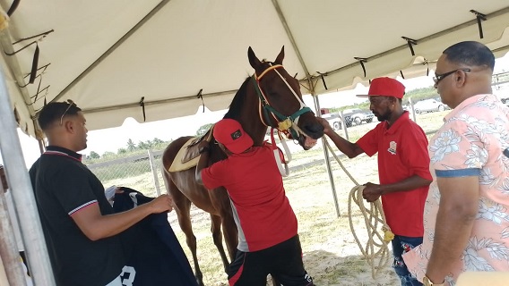 Surinaams paard Black Cat derde bij race in Guyana